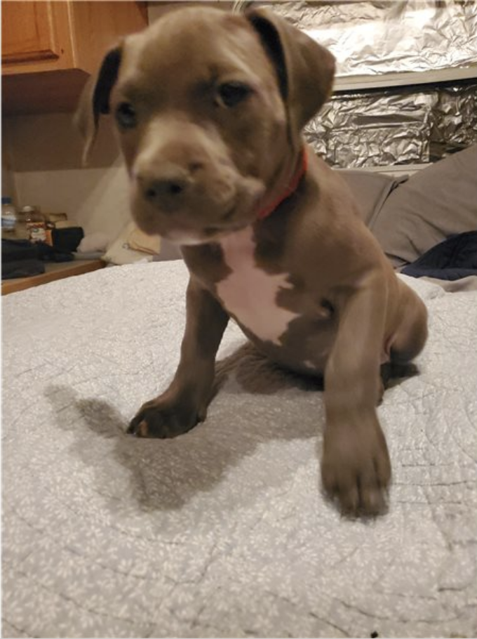 comprar cachorros sanos, baratos y asequibles para la venta